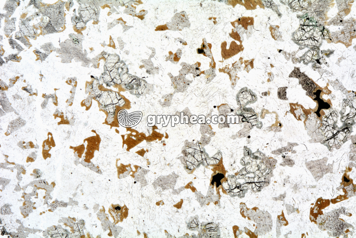 Gabbro LPNA x3,5 - gryphea.com